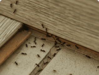 Ant infestation in home