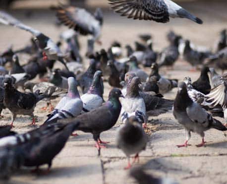 Pigeon control
